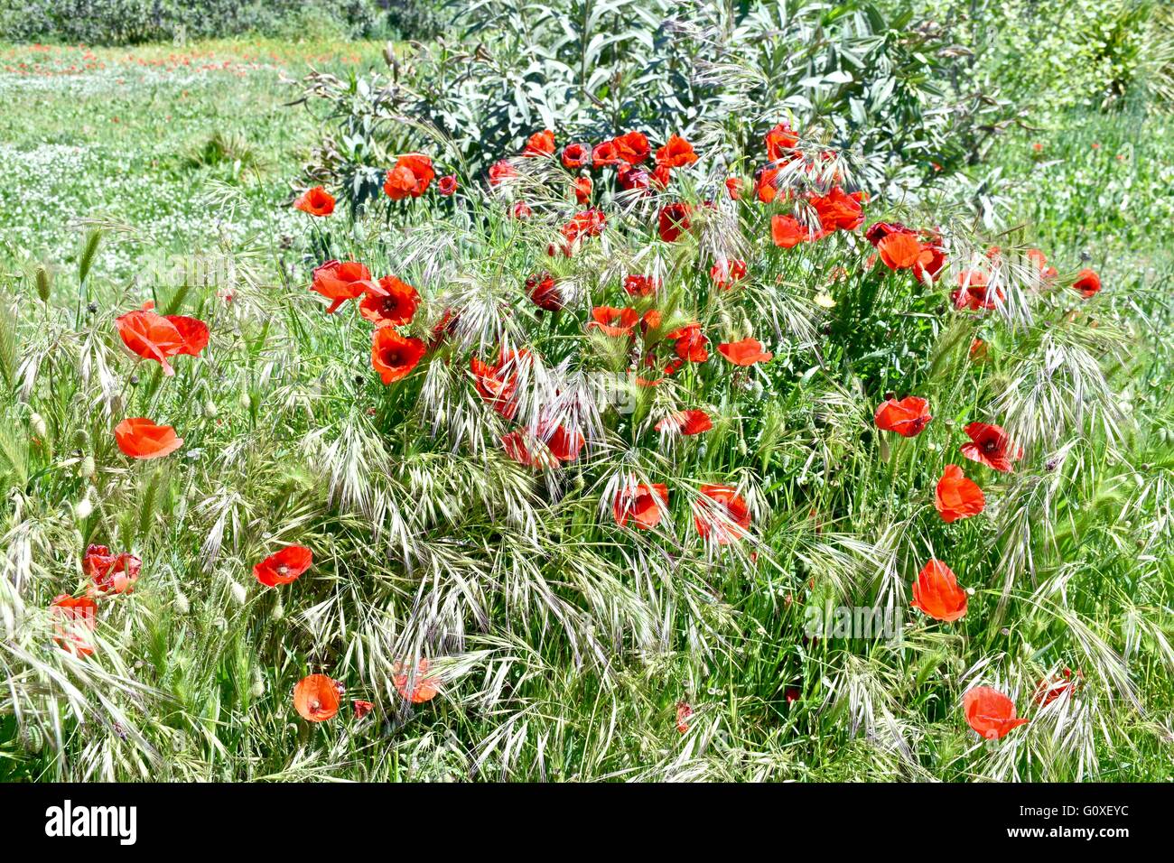 Un bellissimo campo pieno di tulipani rossi Foto Stock