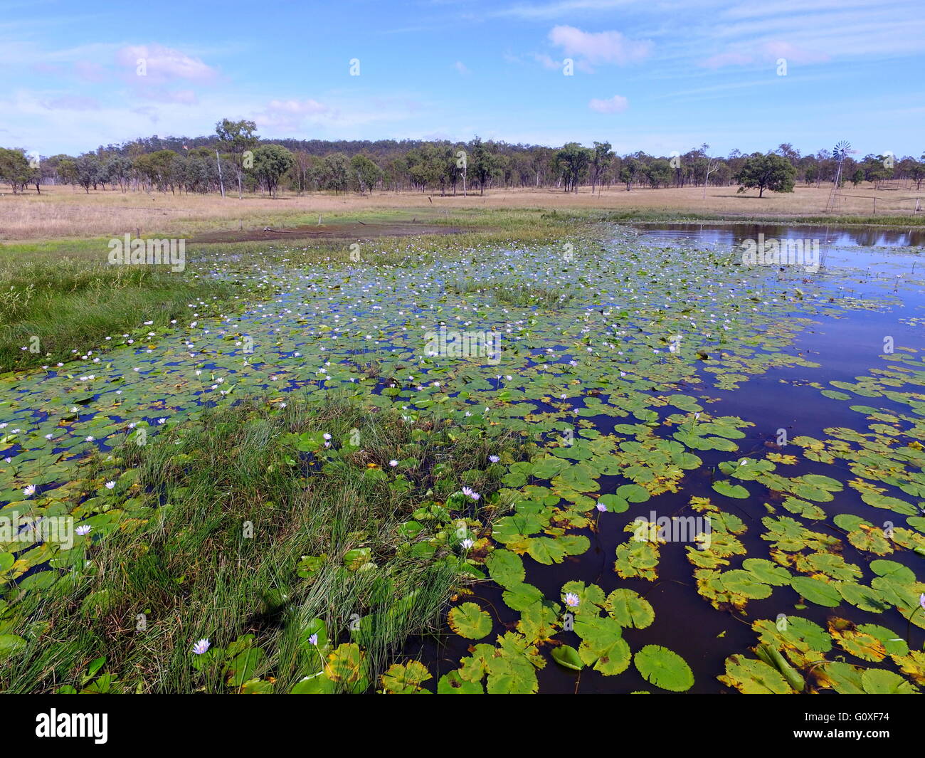 Una veduta aerea di ninfee in una fattoria stagno vicino Eidsvold nel nord Burnett regione del Queensland, Australia. Foto Stock