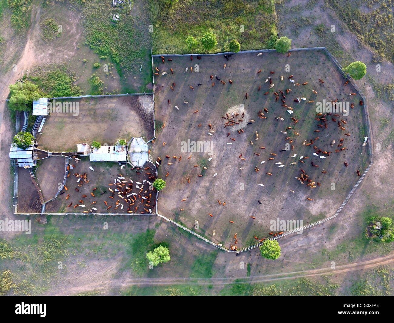 Una veduta aerea di una folla di capi di bestiame nei cantieri di 'Eidsvold Stazione" vicino Eidsvold nel nord Burnett regione del Queensland. Foto Stock