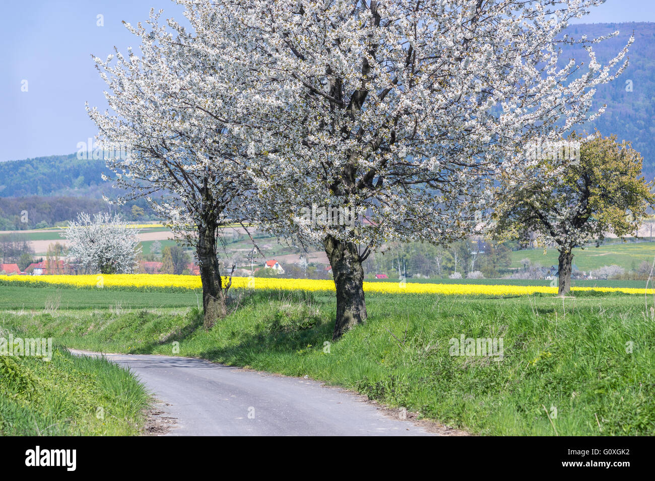 Strada sporca e le ciliegie di fioritura in primavera Foto Stock
