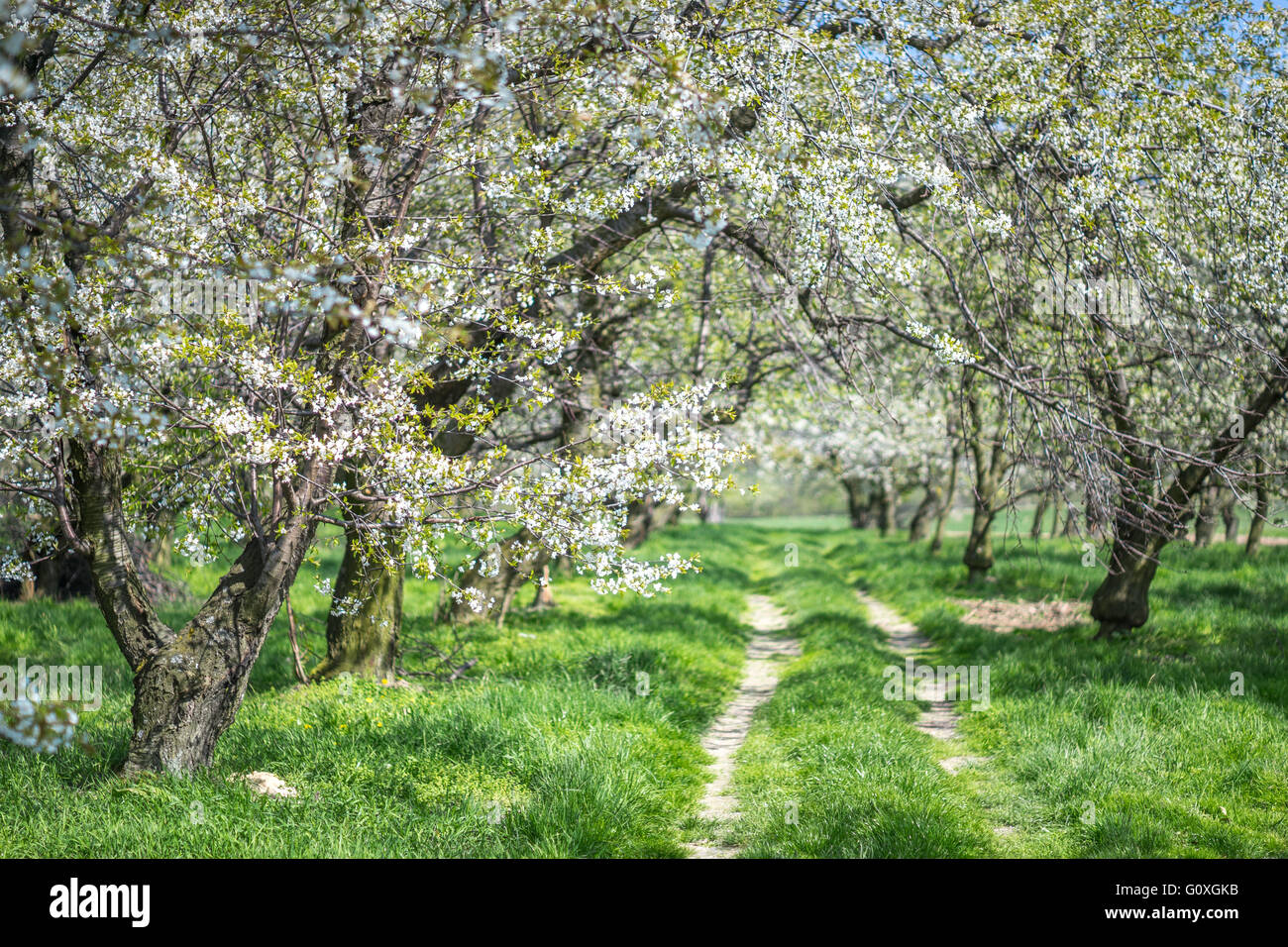 Fioritura di vecchi alberi di Cherry Orchard Spring erba verde Foto Stock