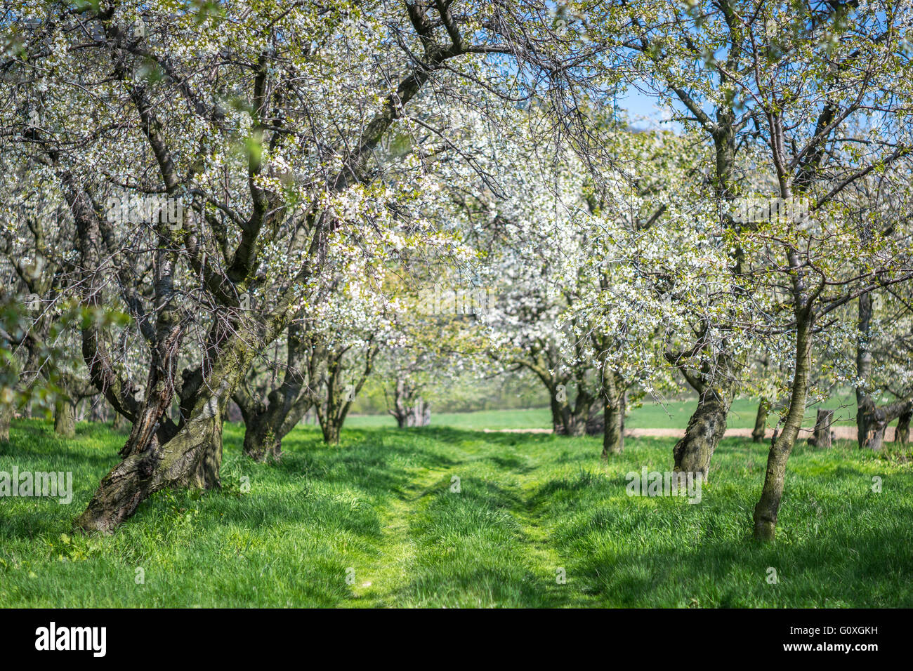 Fioritura di vecchi alberi di Cherry Orchard Spring erba verde Foto Stock