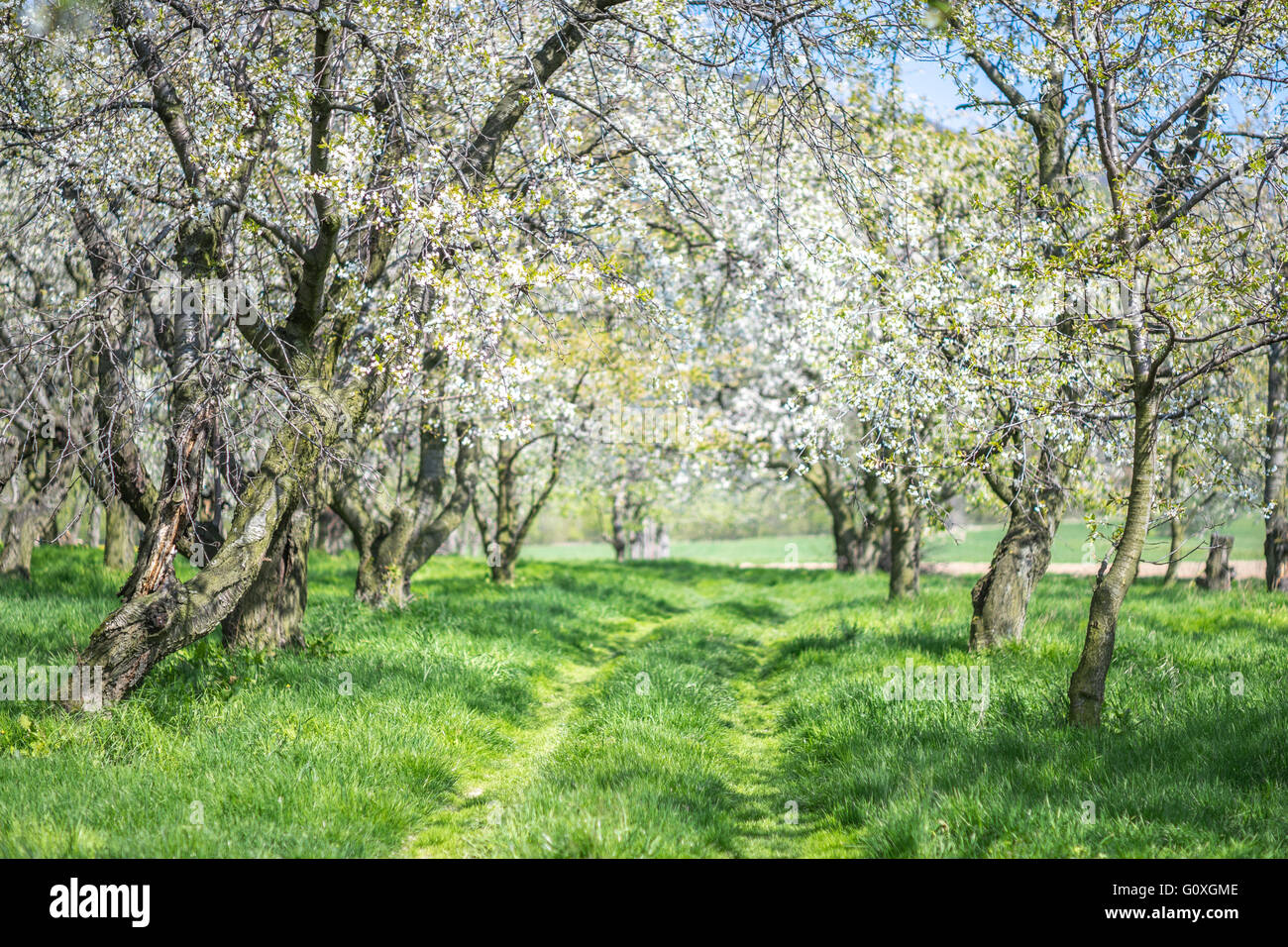 Fioritura di vecchi alberi di Cherry Orchard Spring erba verde Foto Stock