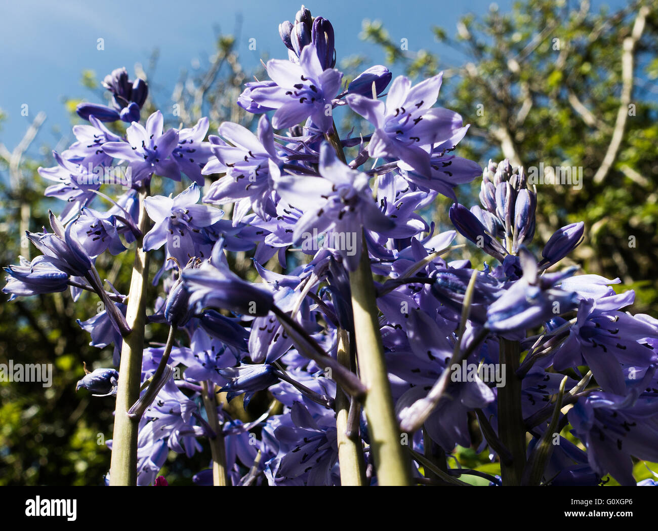 La formazione di grumi Bluebells spagnolo in fiore in un giardino Alsager Cheshire England Regno Unito Regno Unito Foto Stock