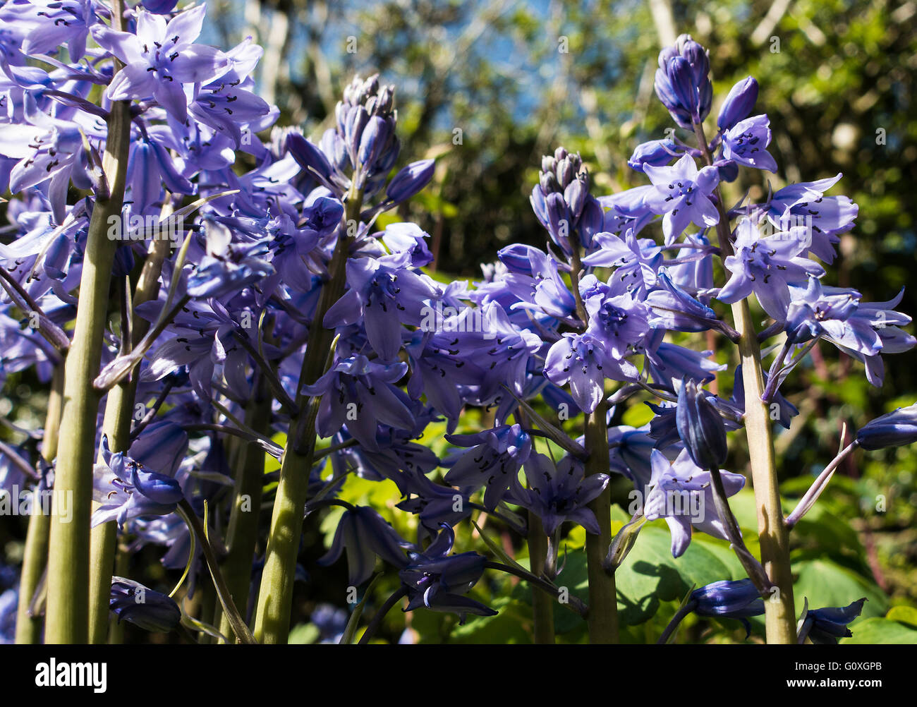 La formazione di grumi Bluebells spagnolo in fiore in un giardino Alsager Cheshire England Regno Unito Regno Unito Foto Stock