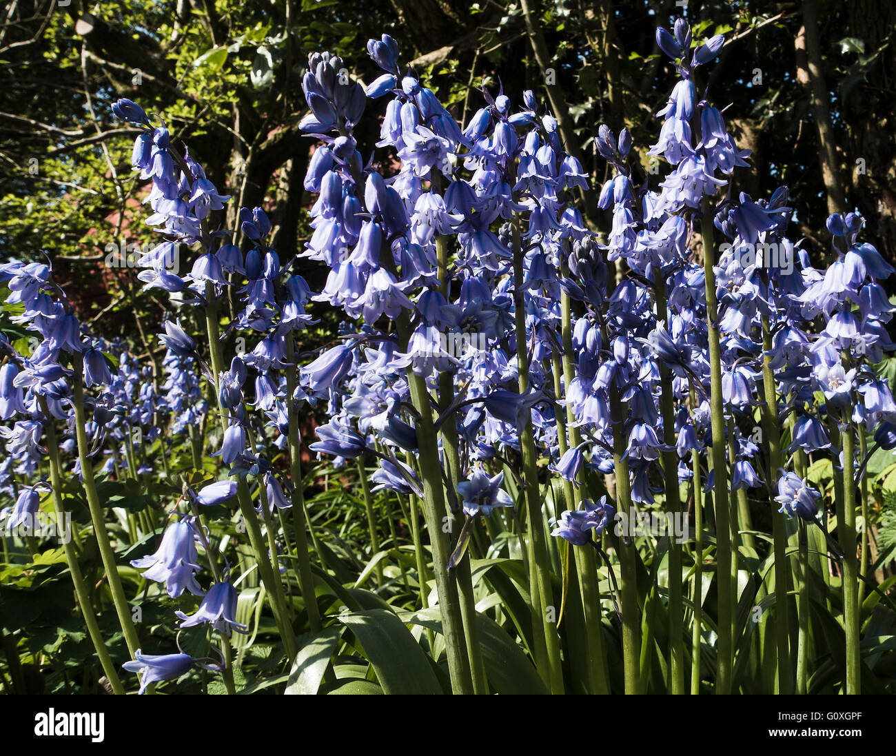 La formazione di grumi Bluebells spagnolo in fiore in un giardino Alsager Cheshire England Regno Unito Regno Unito Foto Stock