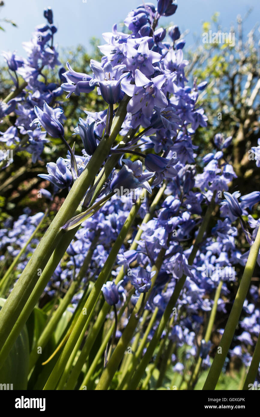 La formazione di grumi Bluebells spagnolo in fiore in un giardino Alsager Cheshire England Regno Unito Regno Unito Foto Stock