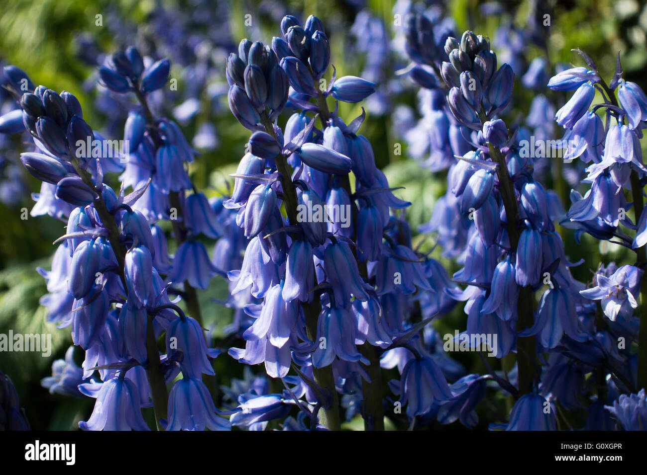 La formazione di grumi Bluebells spagnolo in fiore in un giardino Alsager Cheshire England Regno Unito Regno Unito Foto Stock