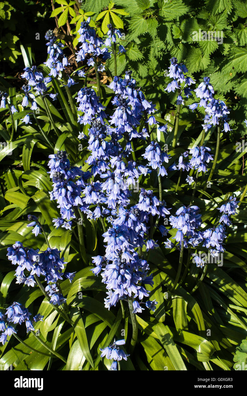 La formazione di grumi Bluebells spagnolo in fiore in un giardino Alsager Cheshire England Regno Unito Regno Unito Foto Stock