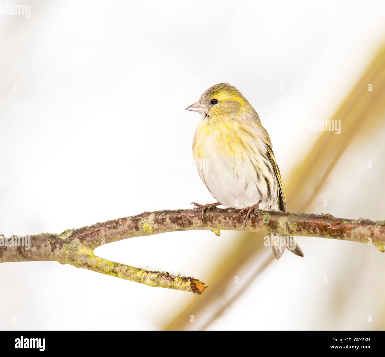 Eurasian lucherino bird seduto su un ramo di un albero Foto Stock Eurasian lucherino bird seduto su un ramo di un albero Foto Stock