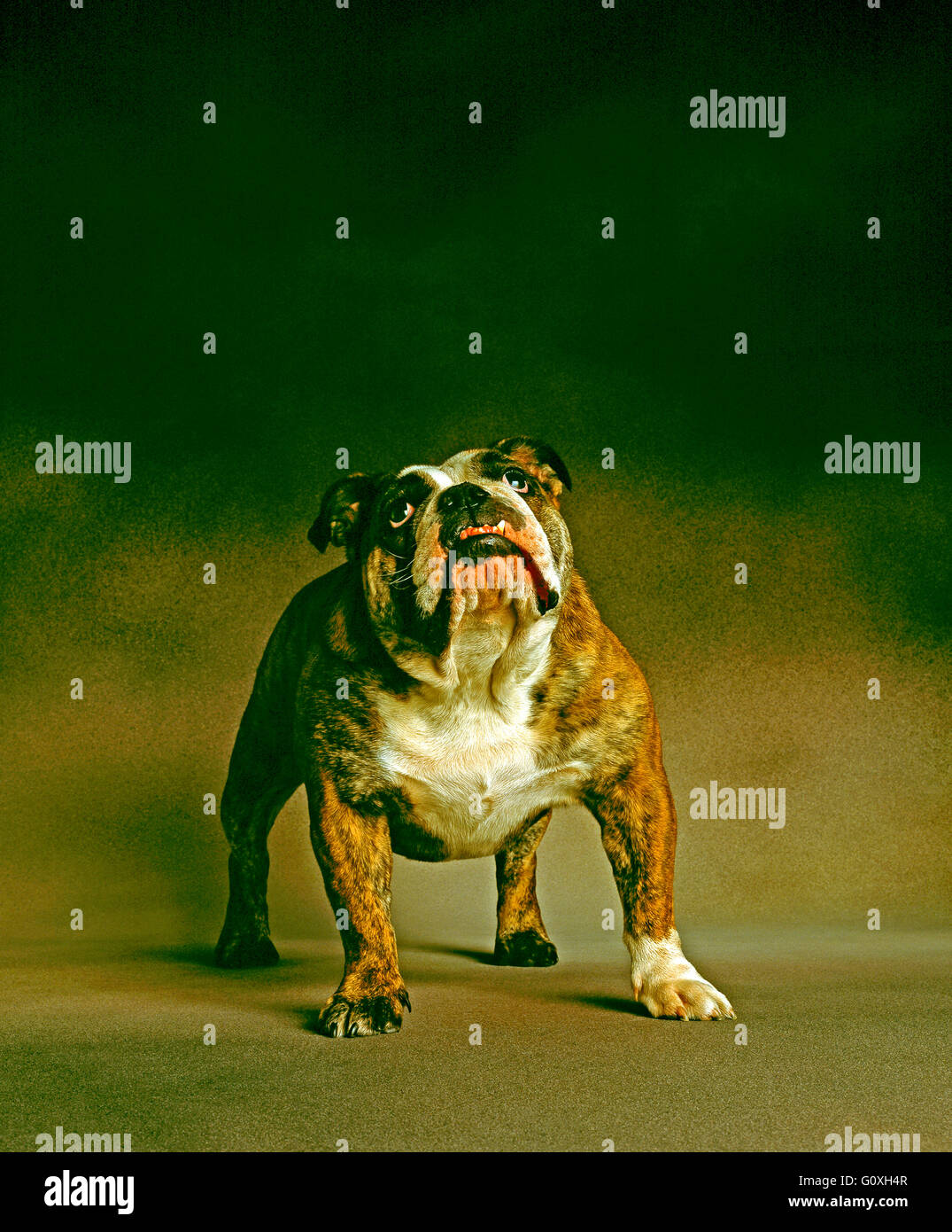 British Bulldog fissando alla fotocamera Foto Stock