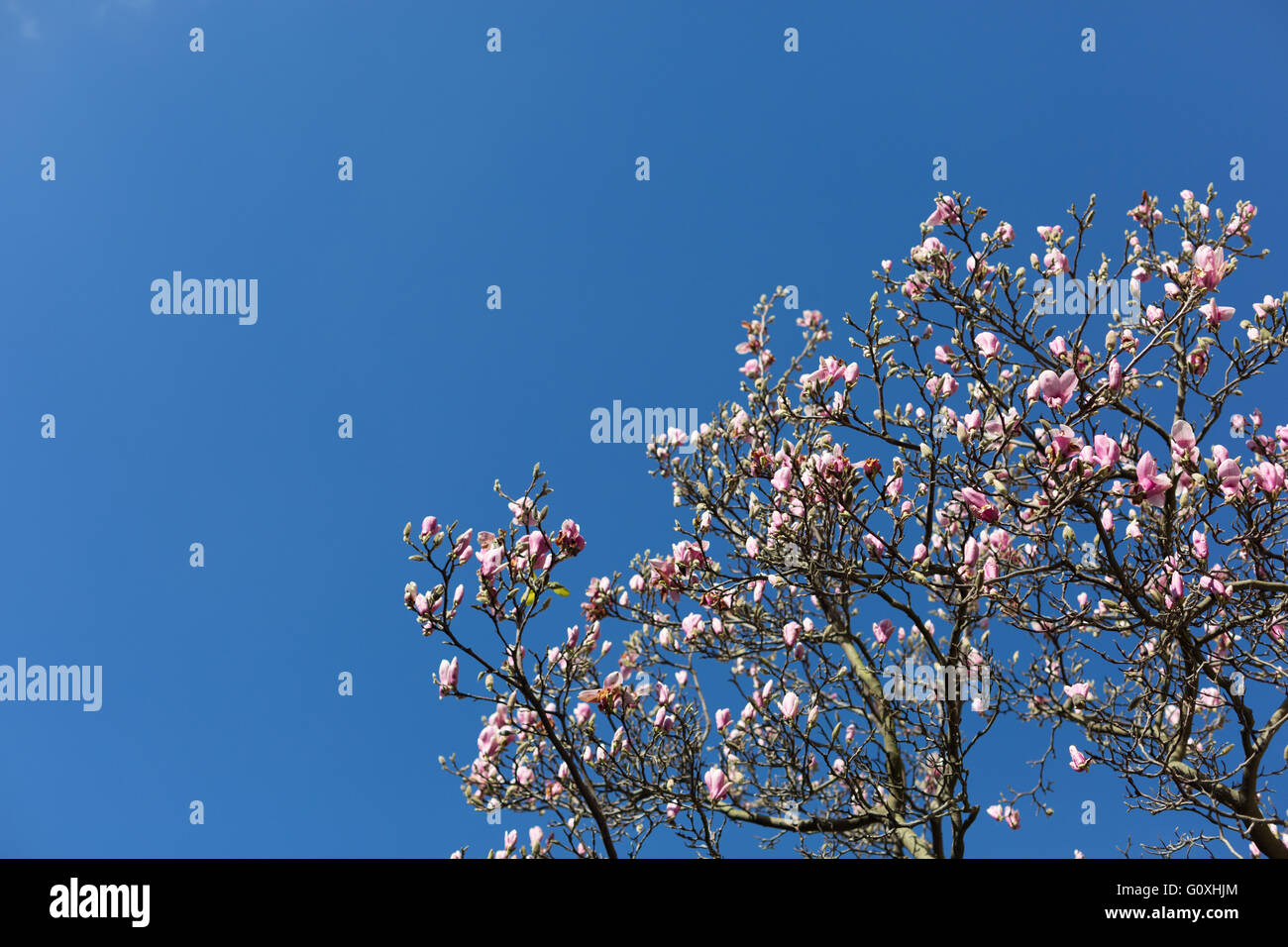 Fiori di Magnolia contro un cielo blu Foto Stock