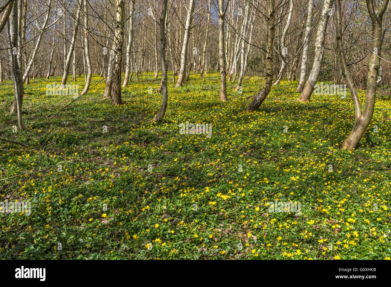 Un giovane bosco in primavera con minor Celandine copertura del terreno Foto Stock