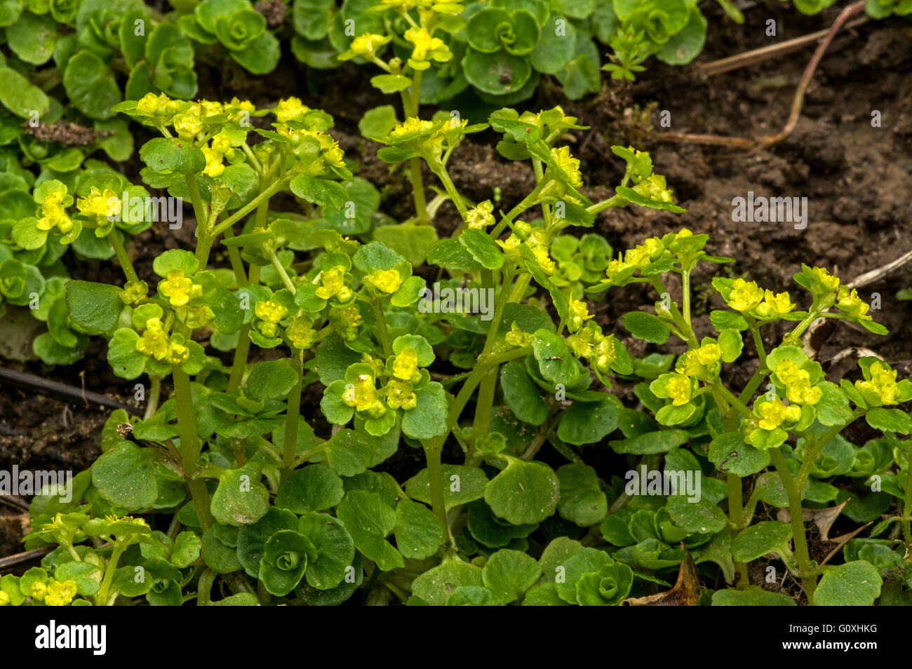 Di fronte-lasciava Golden Sassifraga. Comune nei boschi umidi formando fitti tappeti in primavera Foto Stock