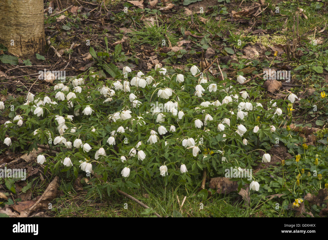 Legno Anemone, un comune agli inizi della primavera fiore di bosco Foto Stock