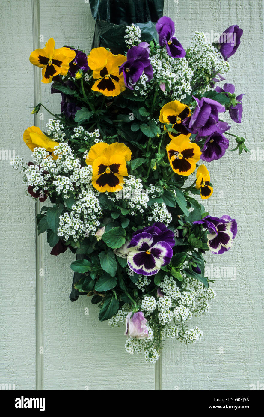 Primavera Pansy planter bouquet borsa, vaso di fiori, Lancaster contea, Pennsylvania, Stati Uniti, Pa, giardino contenitore fiori vaso concetto, FS 15.85 MB. 300ppii Foto Stock