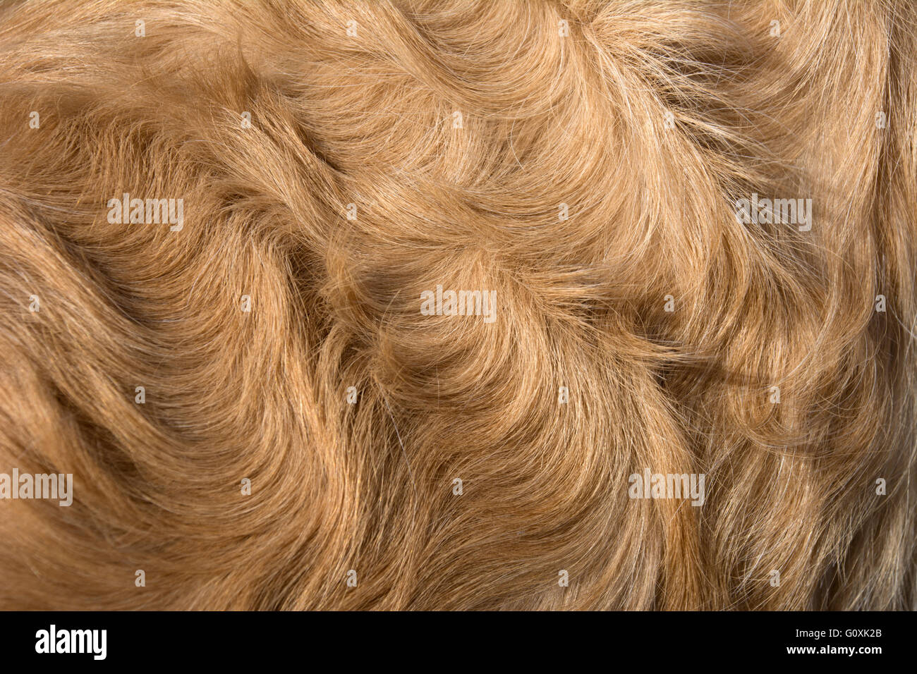 Curly cappotto di golden retriever Foto Stock