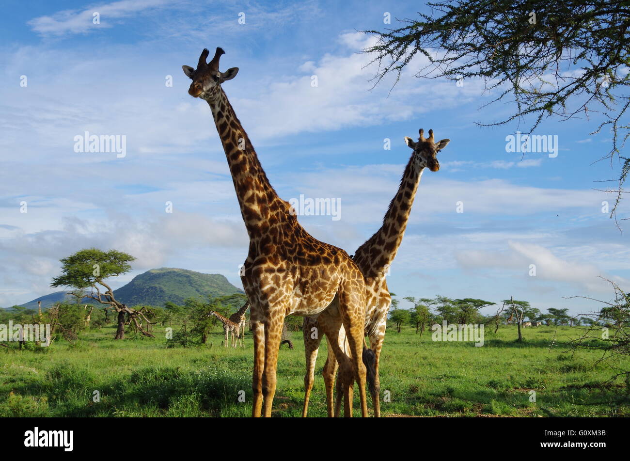 Selvaggio paesaggio giraffe baby e madre Foto Stock