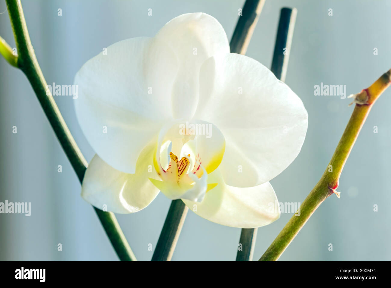 Nice white orchid che fiorisce in colori chiari Foto Stock