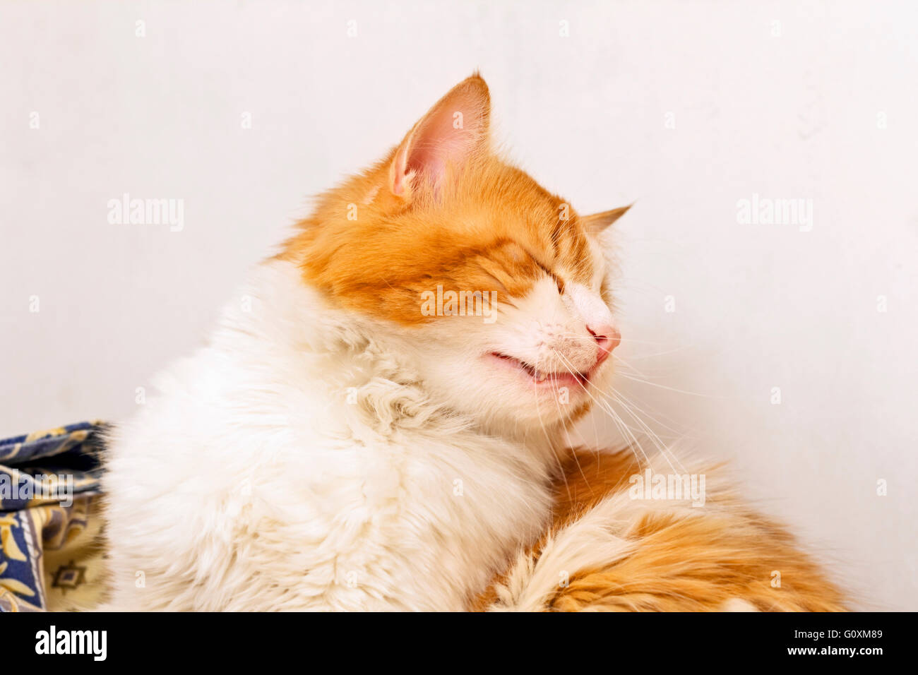 Bel rosso gatto con gli occhi chiusi Foto Stock