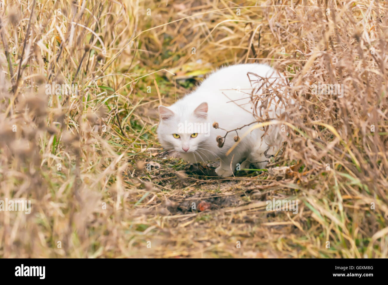 Bel gatto bianco caccia in autunno erba Foto Stock