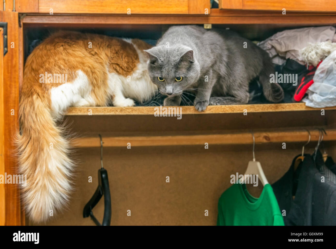Rosso e grigio due gatti in armadio Foto Stock