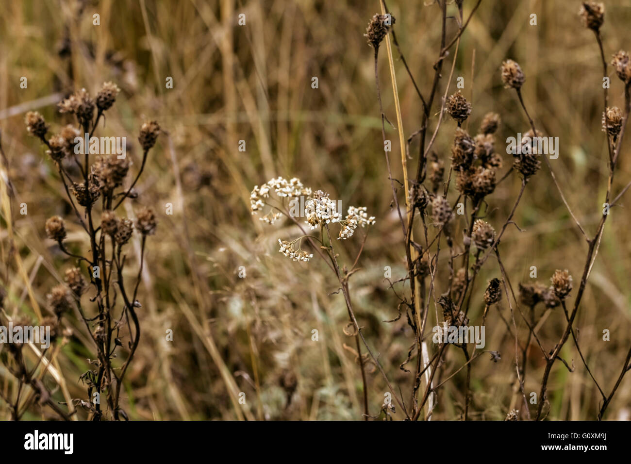 Autunno di erba secca in campo sul giorno nuvoloso Foto Stock