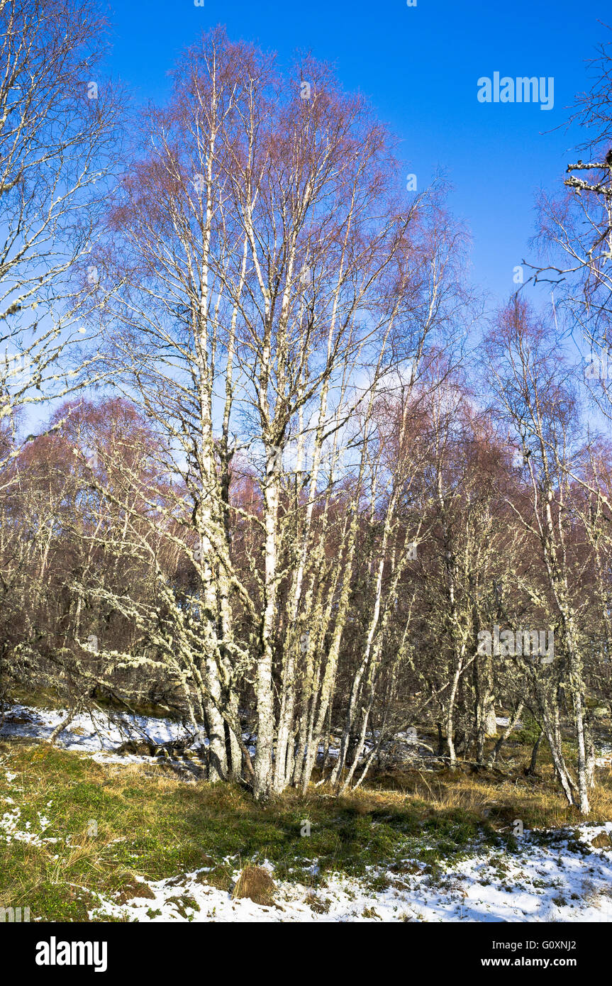 dh Silver Birch TREE UK Betula pendula inverno neve boschi alberi scozia Foto Stock