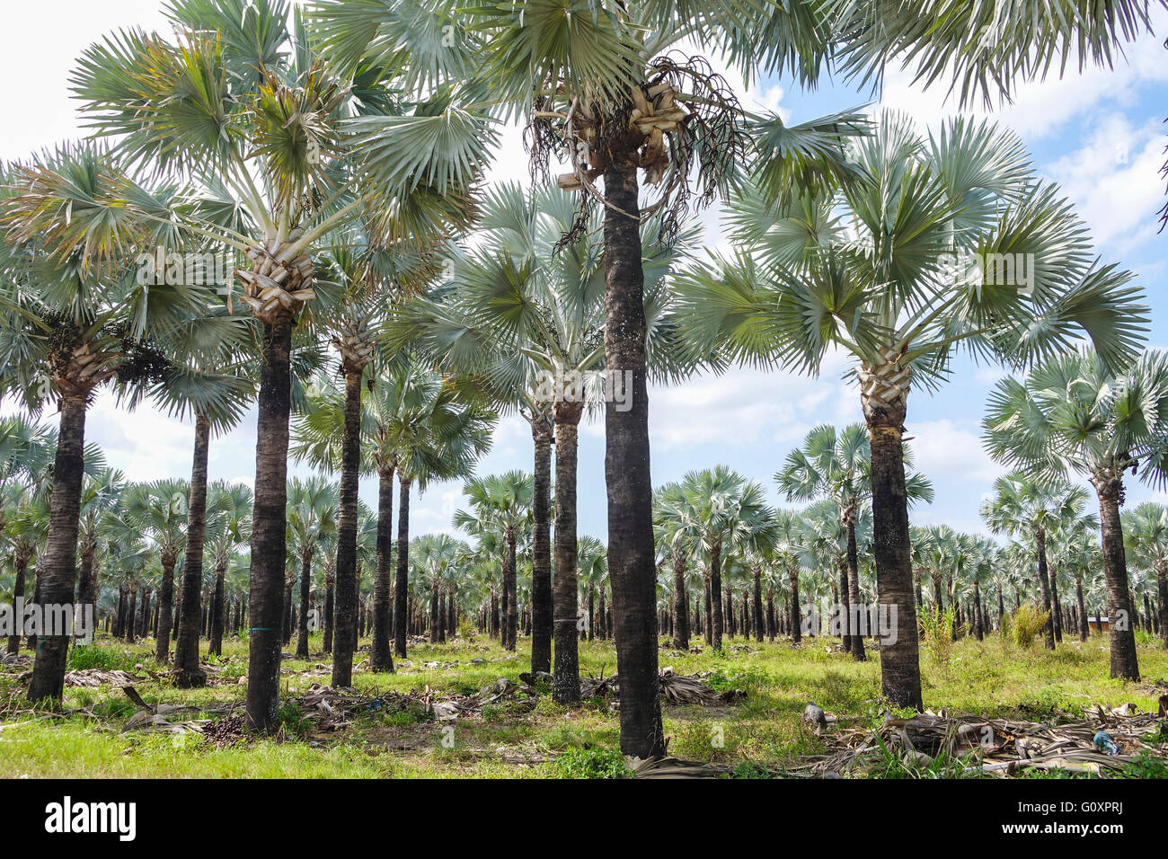 Crescono le palme in Florida Foto Stock