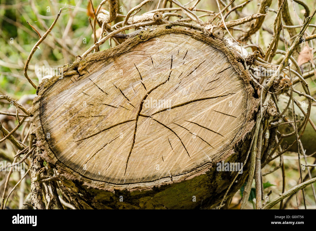 L'estremità di un log. Foto Stock