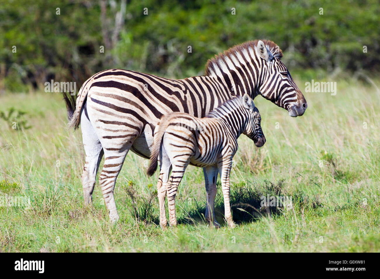 Adulto e zebra puledro. Immagine presa in Lalibela Game Reserve vicino a Grahamstown, Sud Africa. Foto Stock