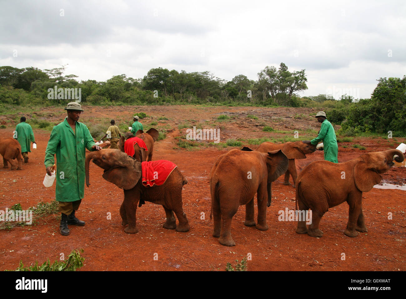 Il David Sheldrick Wildlife Trust, uno del Kenya Wildlife Conservation carità, la gestione di un orfanotrofio Foto Stock