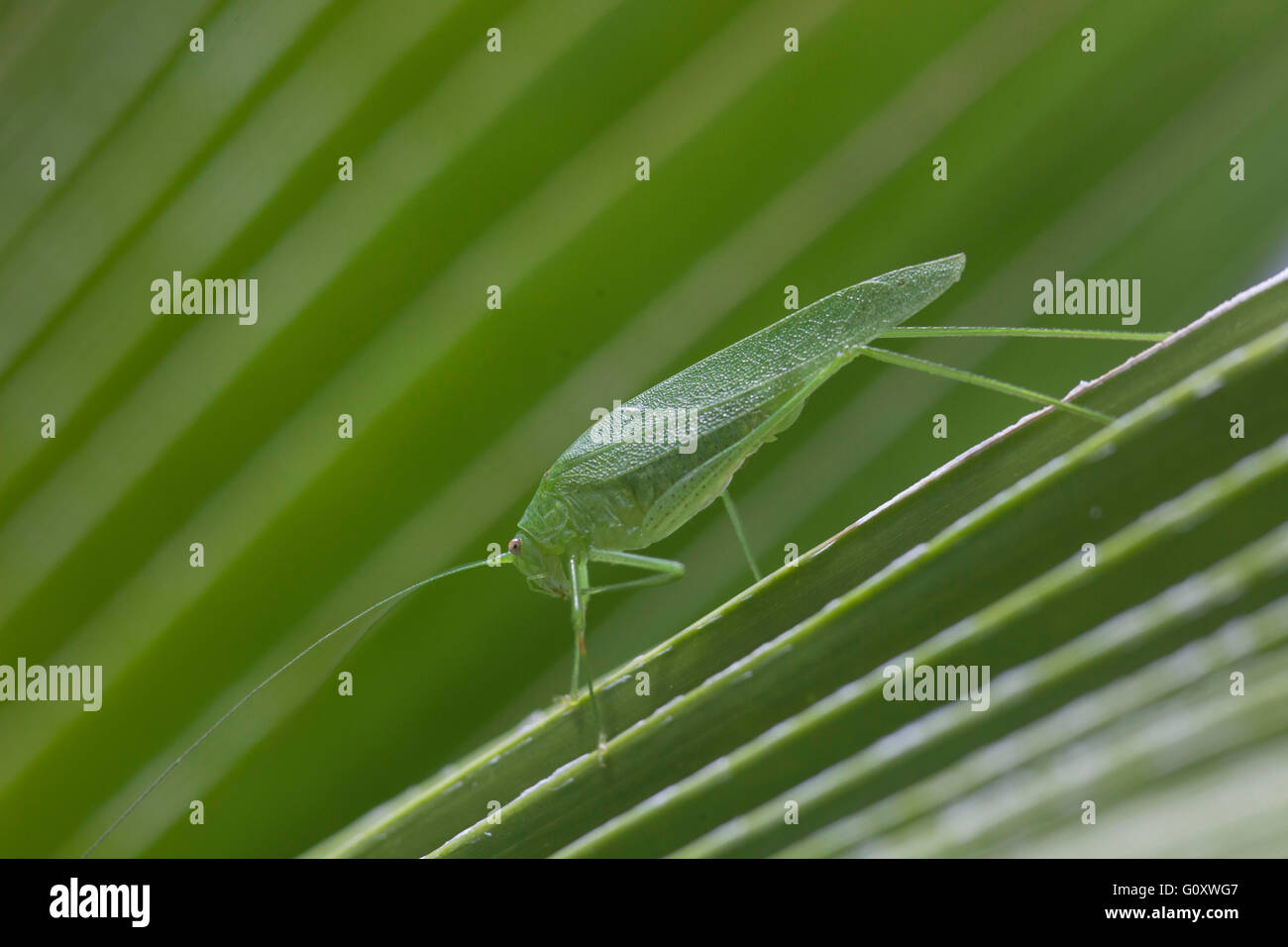 Katydid gigante zampe lunghe foglie verde erba tramoggia Foto Stock