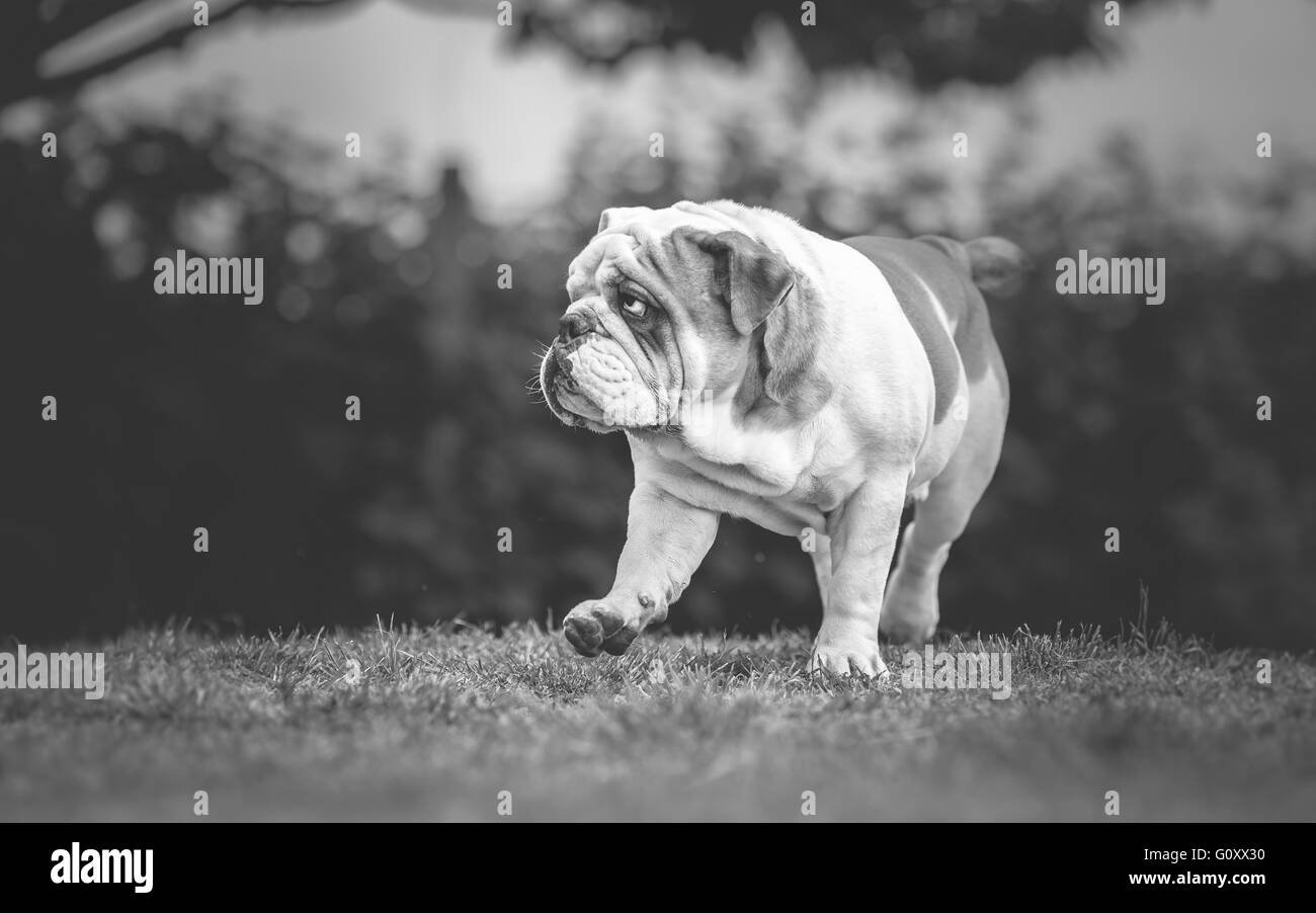 Bulldog inglese passeggiate nel giardino Foto Stock
