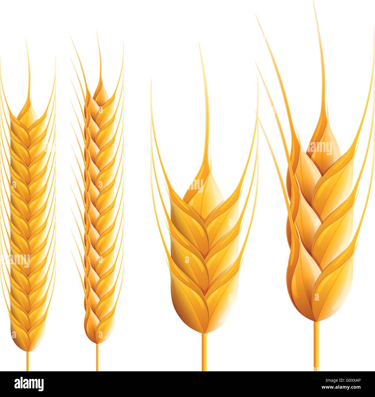 Di grani. Dettagliata illustrazione vettoriale. Illustrazione Vettoriale