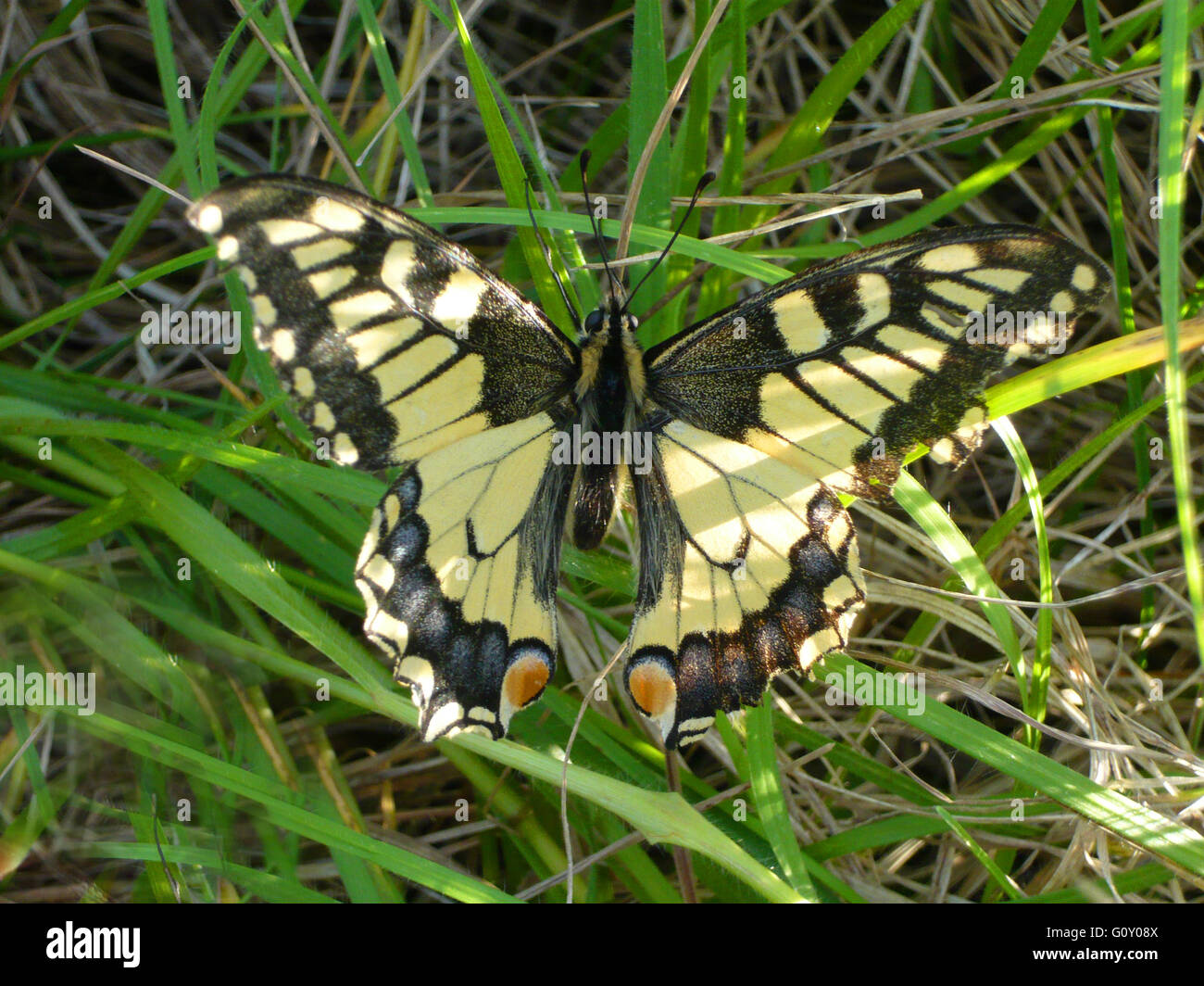 A coda di rondine per adulti a farfalla Foto Stock