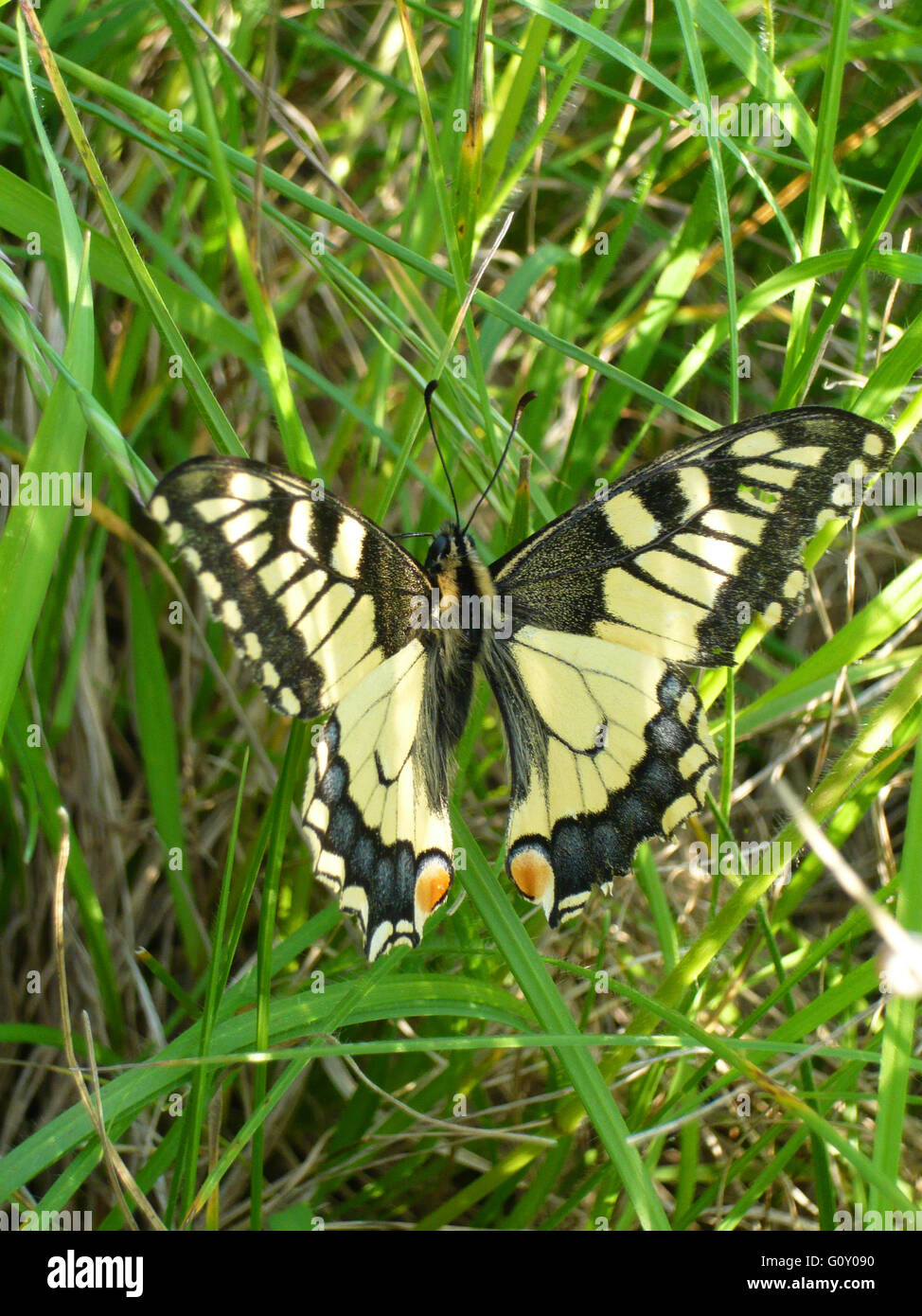 A coda di rondine per adulti a farfalla Foto Stock