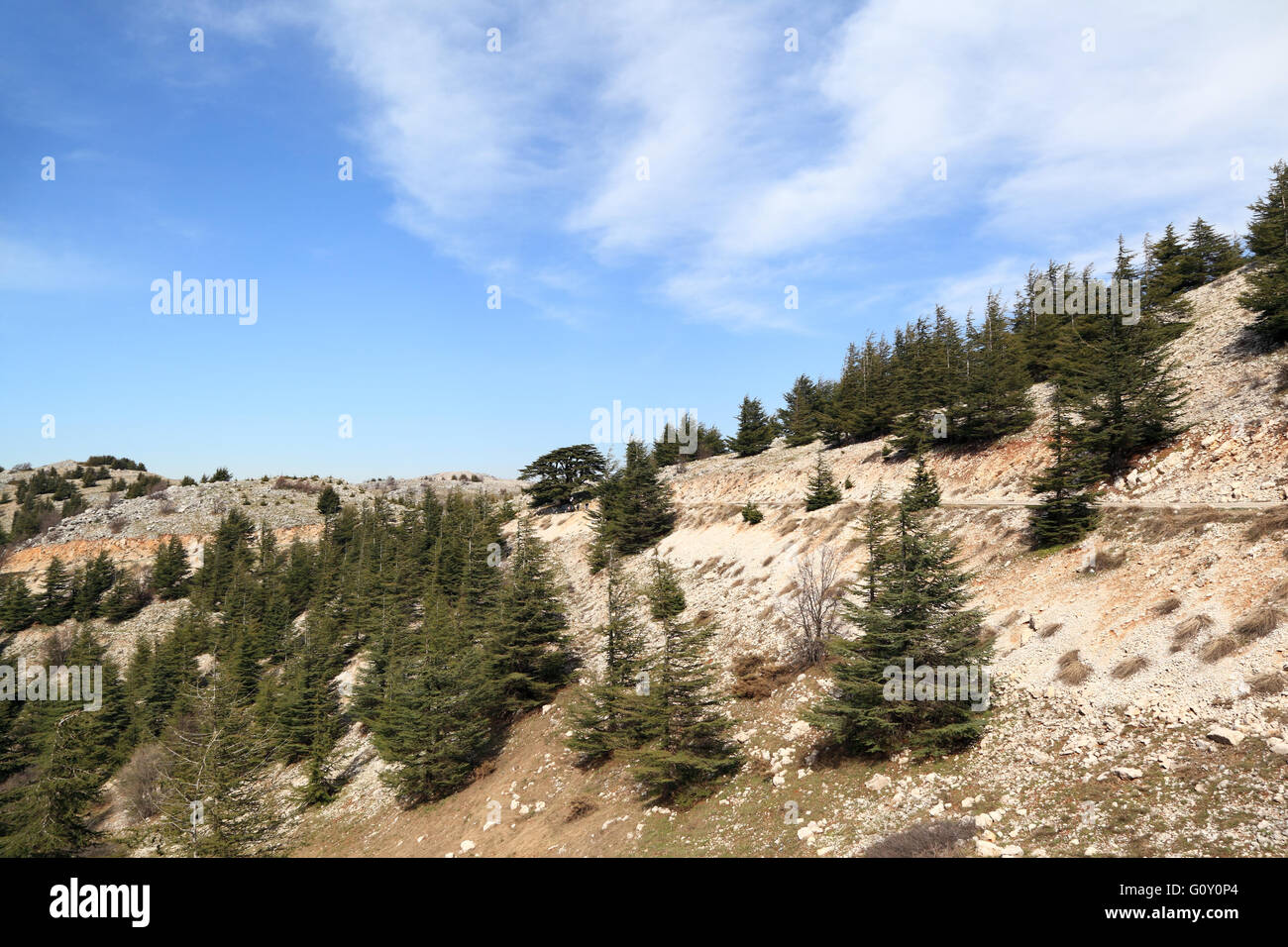 Il Libano paesaggio con cedri Foto Stock