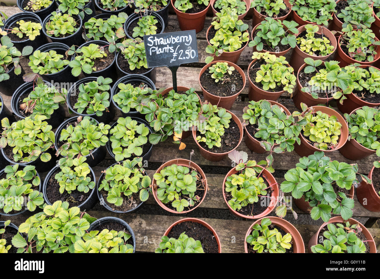 Vasi di piante di fragola per la vendita Foto Stock