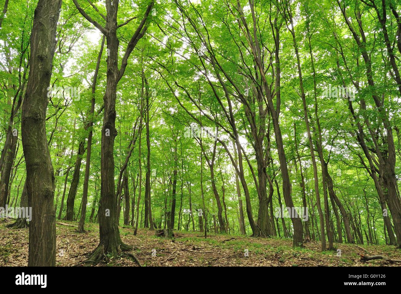 Molla di scena di foresta con alberi ad alto fusto Foto Stock