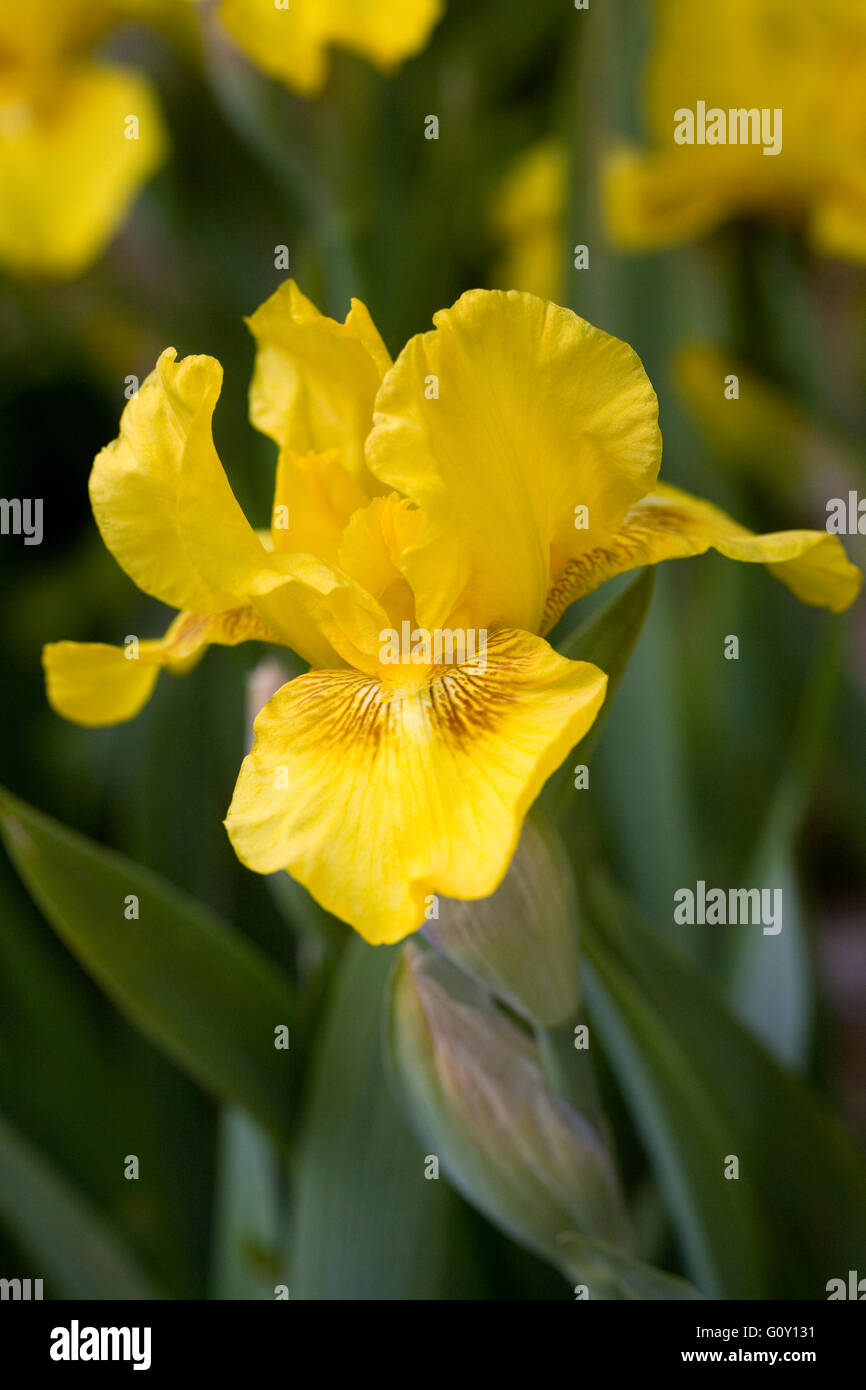 Nana iris barbuto. Foto Stock