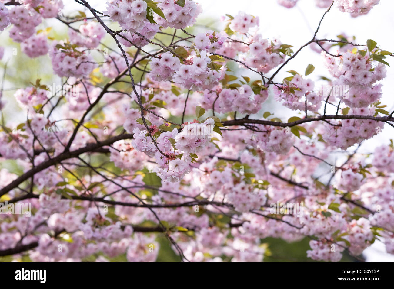 Prunus 'Ichiyo' Fiore. Fiore di Ciliegio in un giardino inglese. Foto Stock