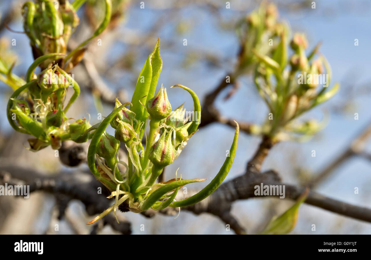 Blooming pera branch close-up Foto Stock