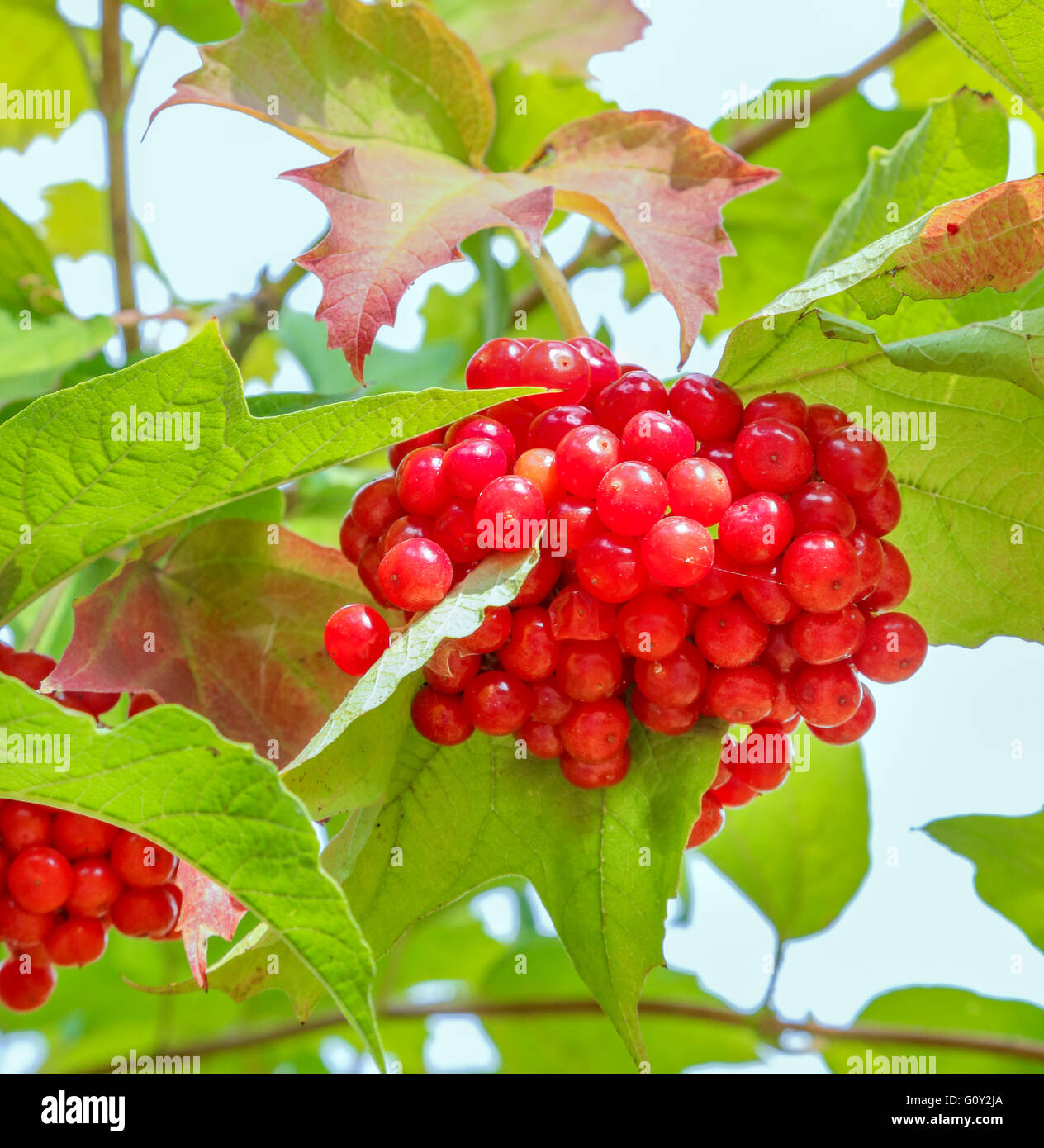 I grappoli di red pallon di maggio sulla boccola Foto Stock