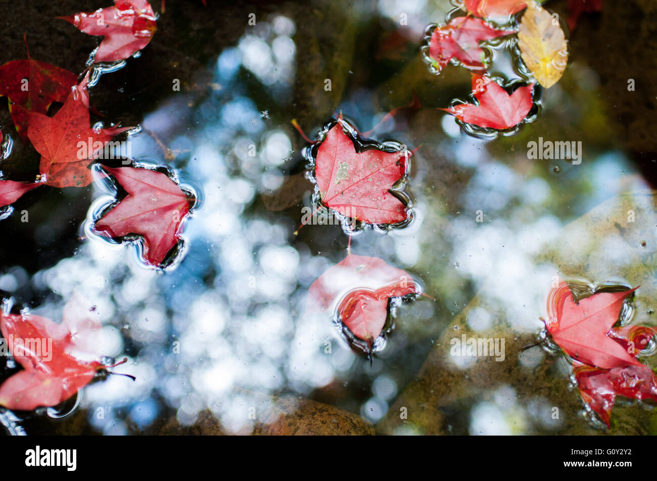 Foglie di acero galleggianti in acqua, Thailandia Foto Stock