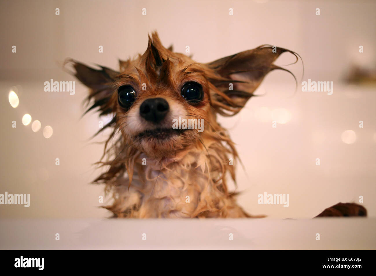 Wet chihuahua cane nella vasca da bagno Foto stock - Alamy