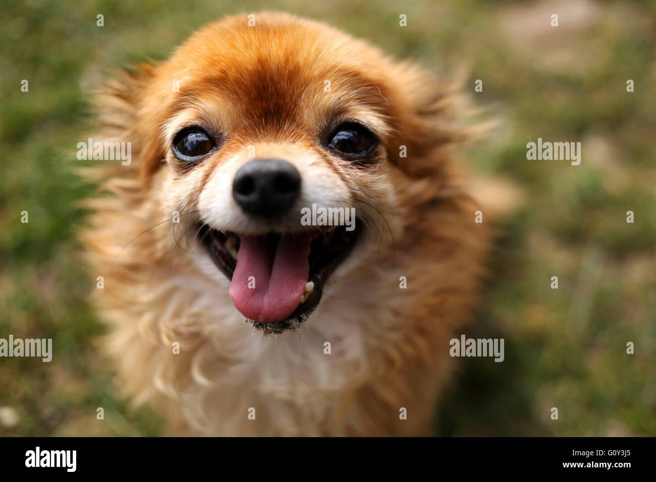 Ritratto di un chihuahua cane Foto Stock