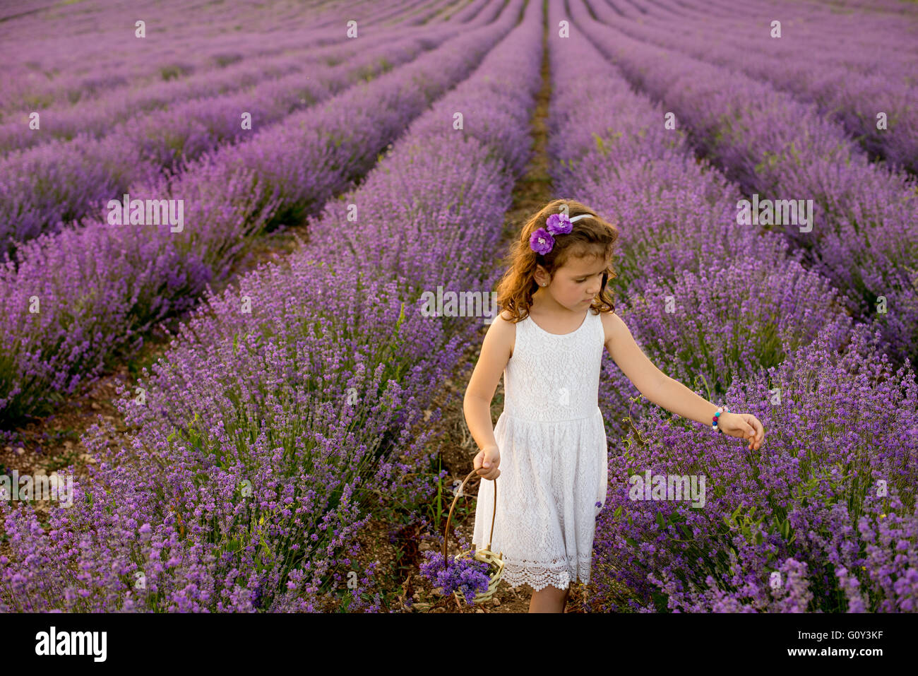 Ragazza picking Lavanda fiori in un campo, Kazanlak, Bulgaria Foto Stock
