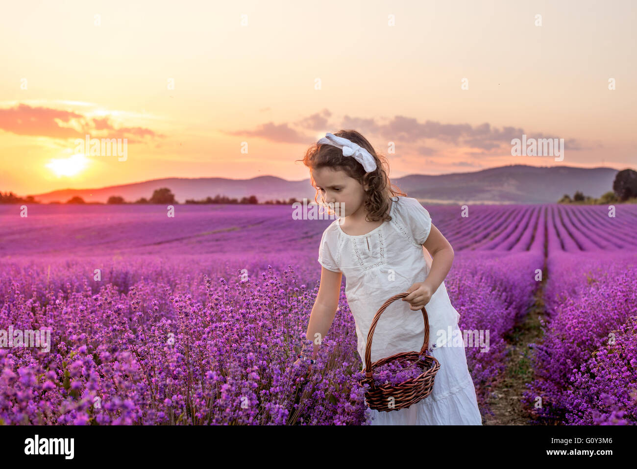 Ragazza picking Lavanda fiori in un campo al tramonto, Kazanlak, Bulgaria Foto Stock