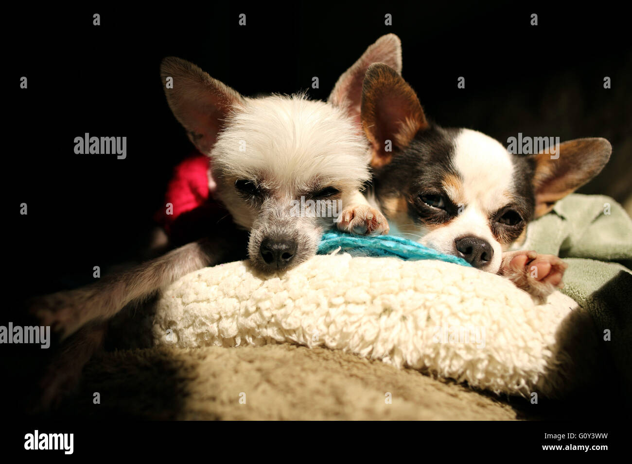 Chihuahua e chinese crested cani sdraiato sul lettino al sole Foto Stock